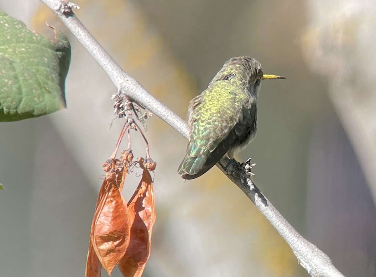 Costa's Hummingbird - ML379267841