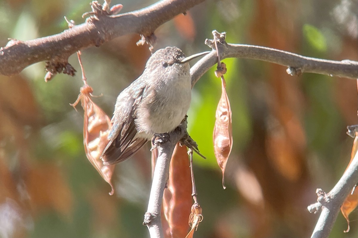 Costa's Hummingbird - ML379267851