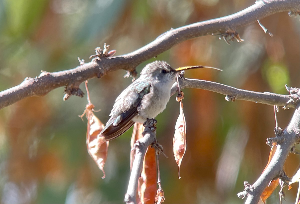Costa's Hummingbird - ML379267861