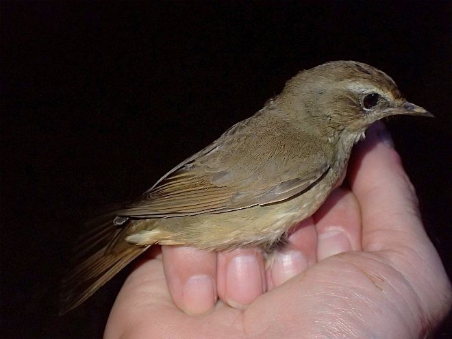 Siberian Rubythroat - ML379267941