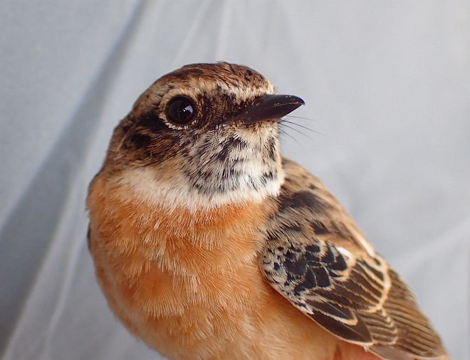 Siberian/Amur Stonechat - ML379267951