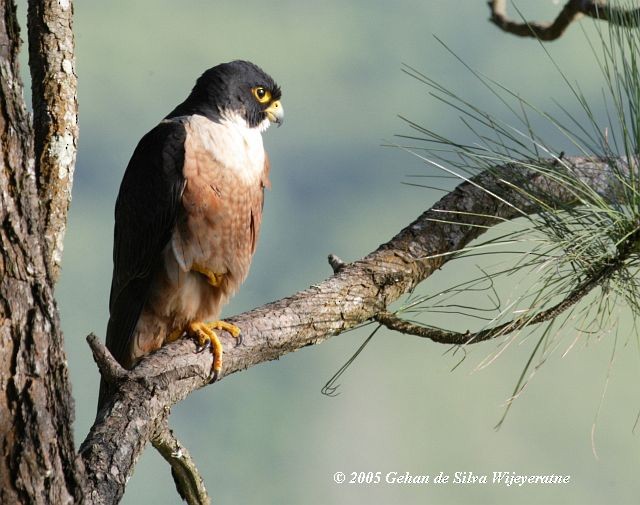 Peregrine Falcon (Shaheen) - Gehan de Silva Wijeyeratne