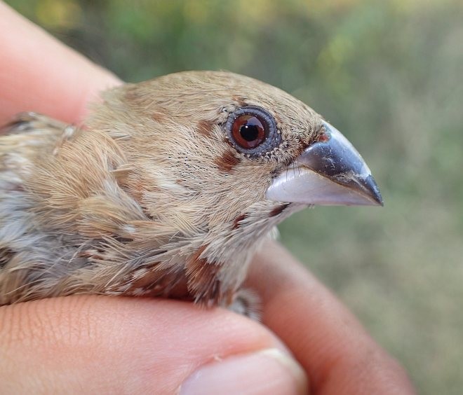 Scaly-breasted Munia (Scaled) - ML379268011