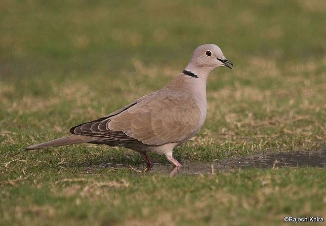 Буулгат хүүрзгэнэ - ML379268231