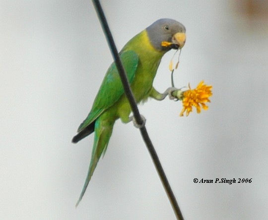 Plum-headed Parakeet - ML379268341