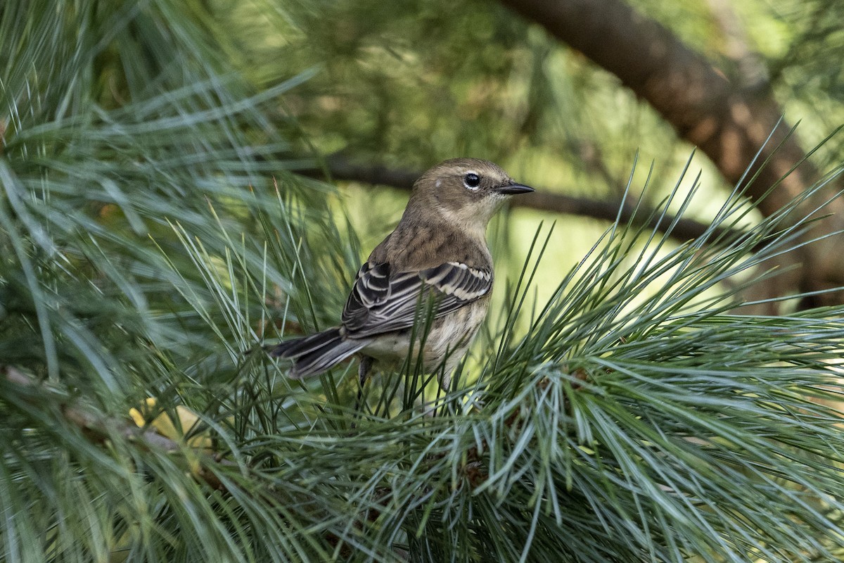 Yellow-rumped Warbler - ML379268491