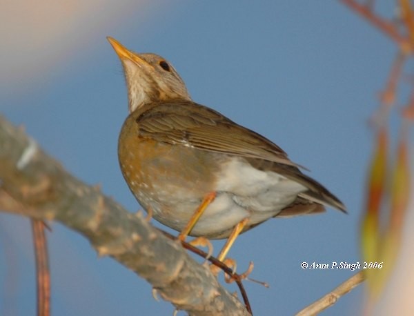 Tickell's Thrush - ML379268671