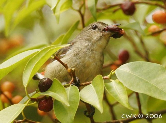 Scarlet-backed Flowerpecker - ML379269331