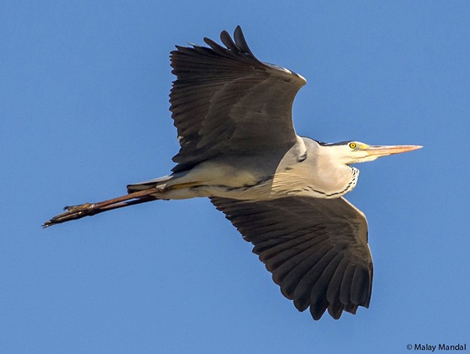 אנפה אפורה (אירואסייתית) - ML379269751