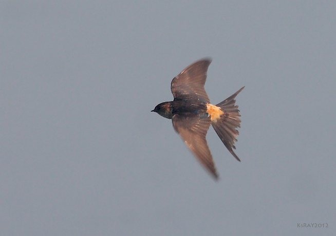 Red-rumped Swallow - ML379270341