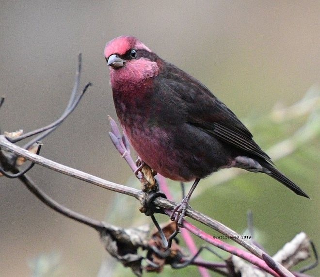 Dark-breasted Rosefinch - ML379270451