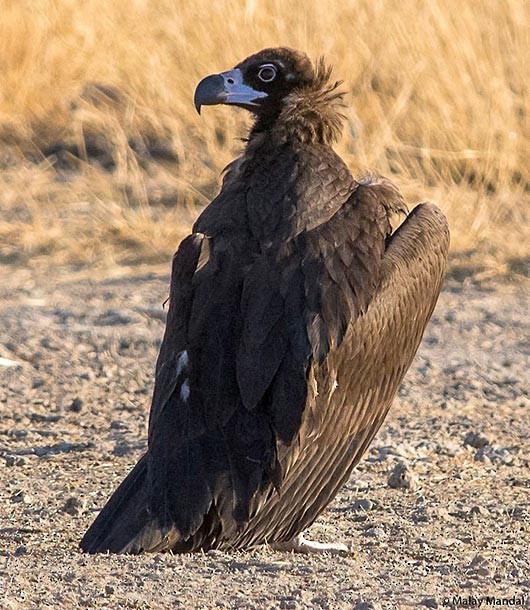 עזנייה שחורה - ML379270511