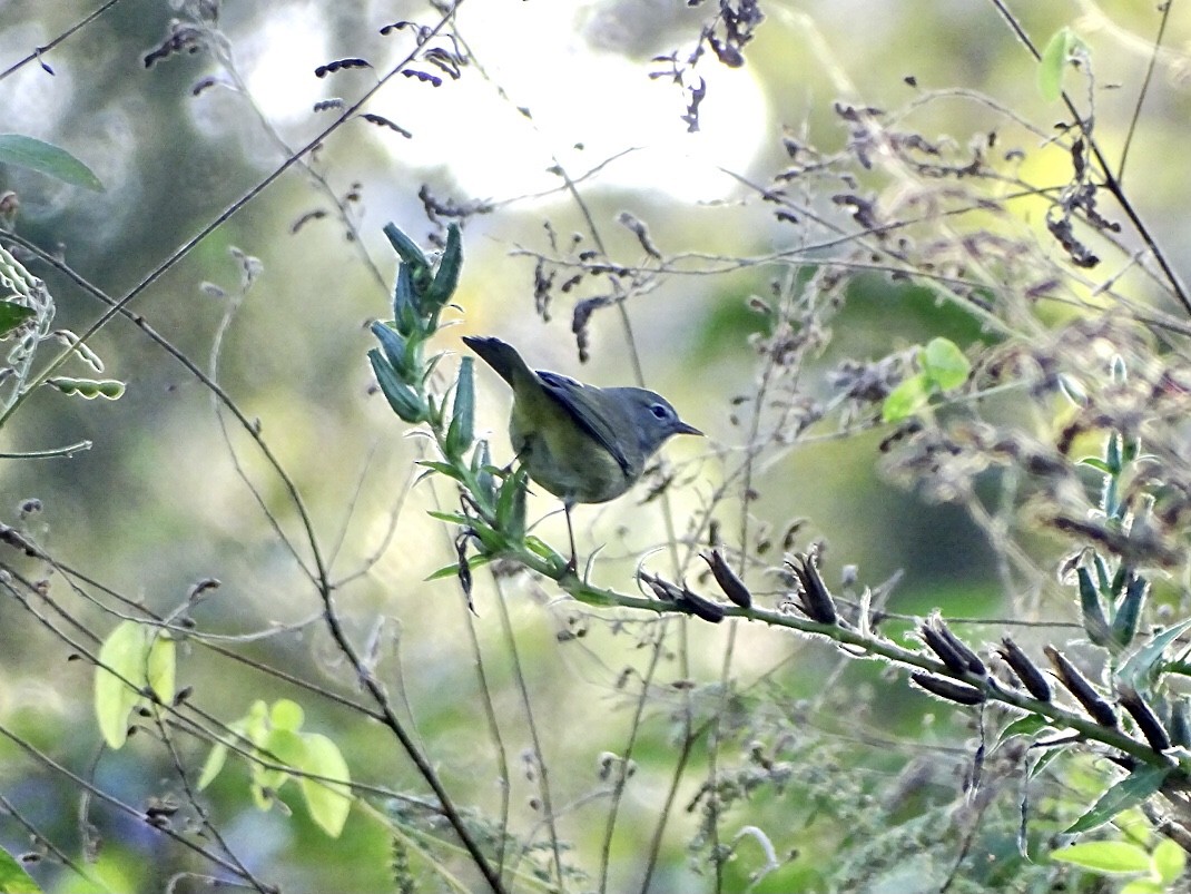 Orange-crowned Warbler - ML379270651