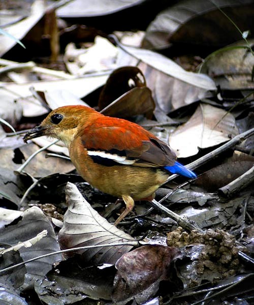 Blue-headed Pitta - ML379270721