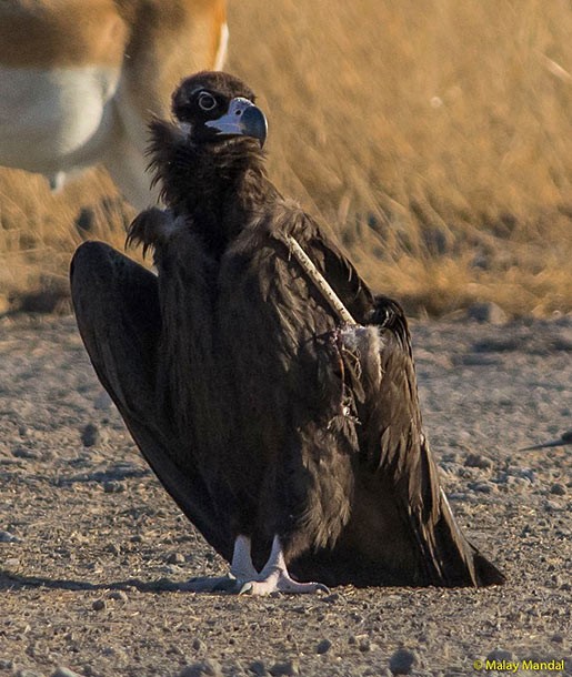 עזנייה שחורה - ML379270811