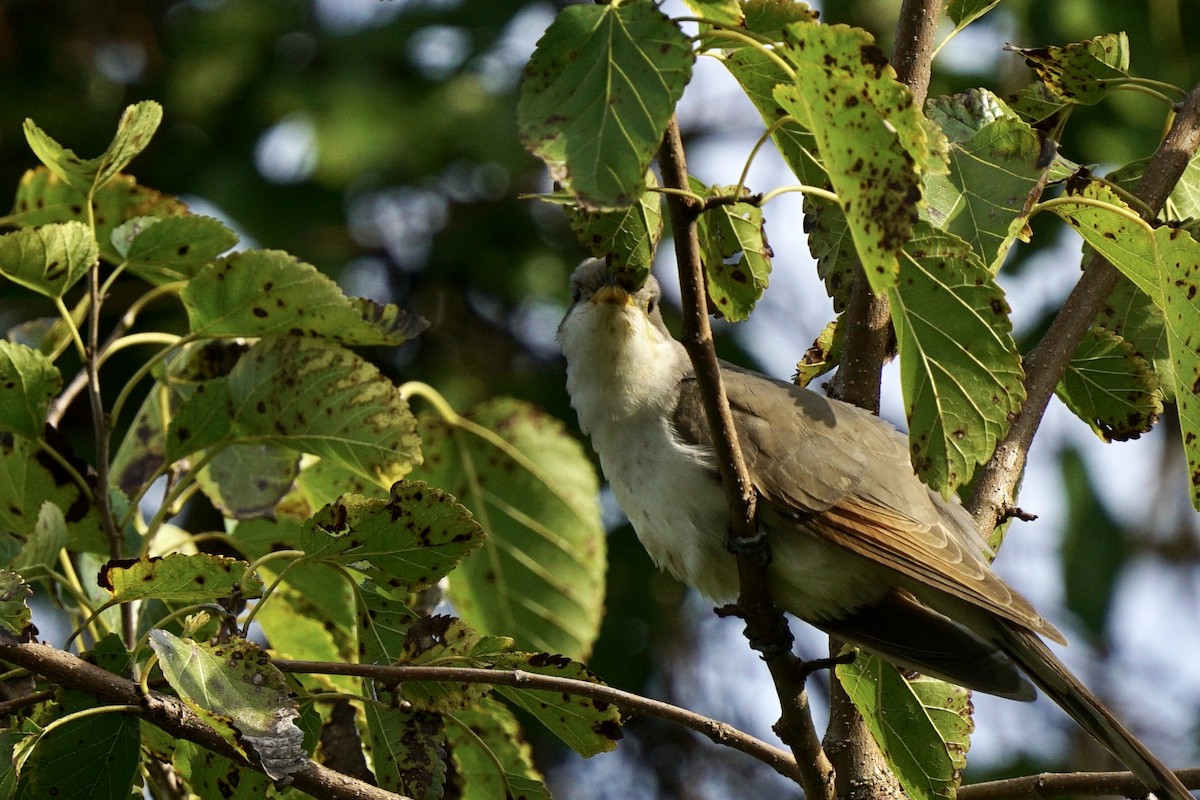 Yellow-billed Cuckoo - ML379271101