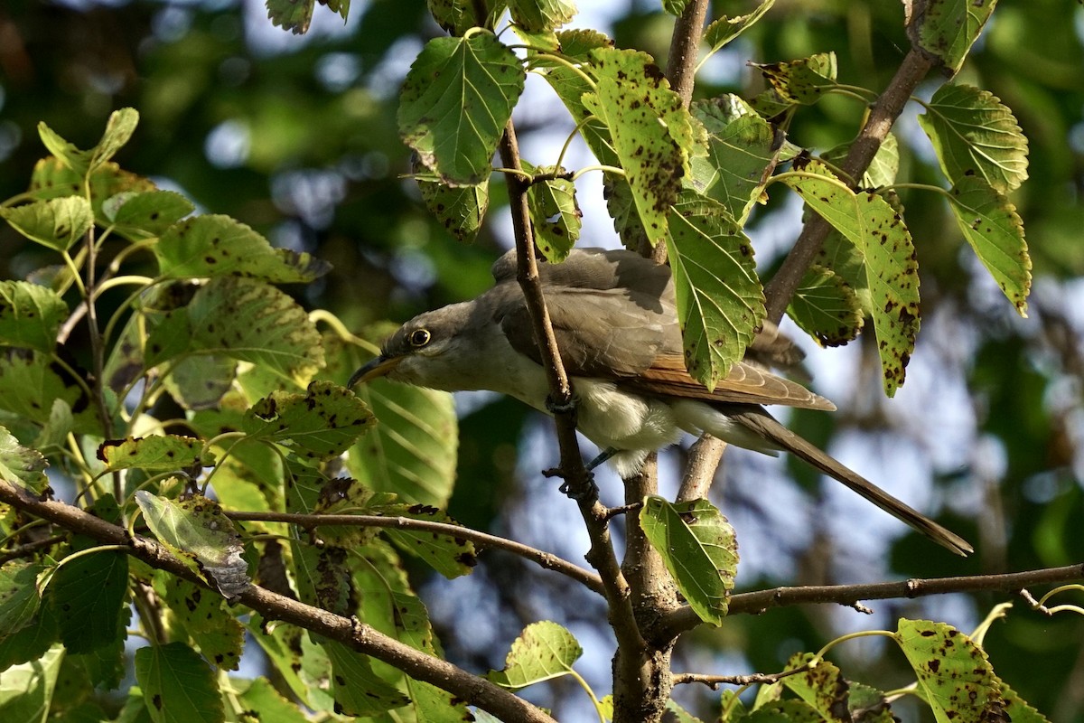 Yellow-billed Cuckoo - ML379271121