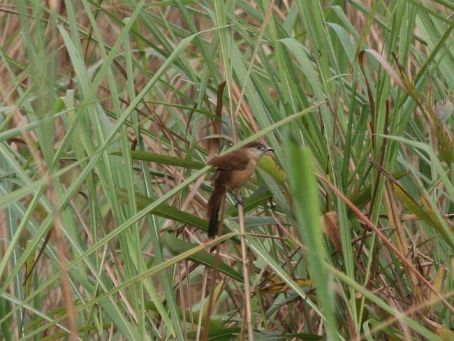 Slender-billed Babbler - ML379271411