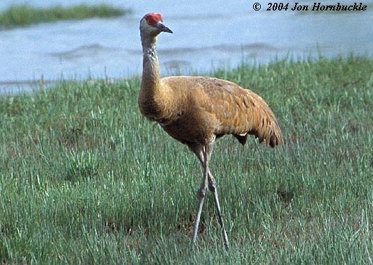 Sandhill Crane (canadensis) - Jon Hornbuckle