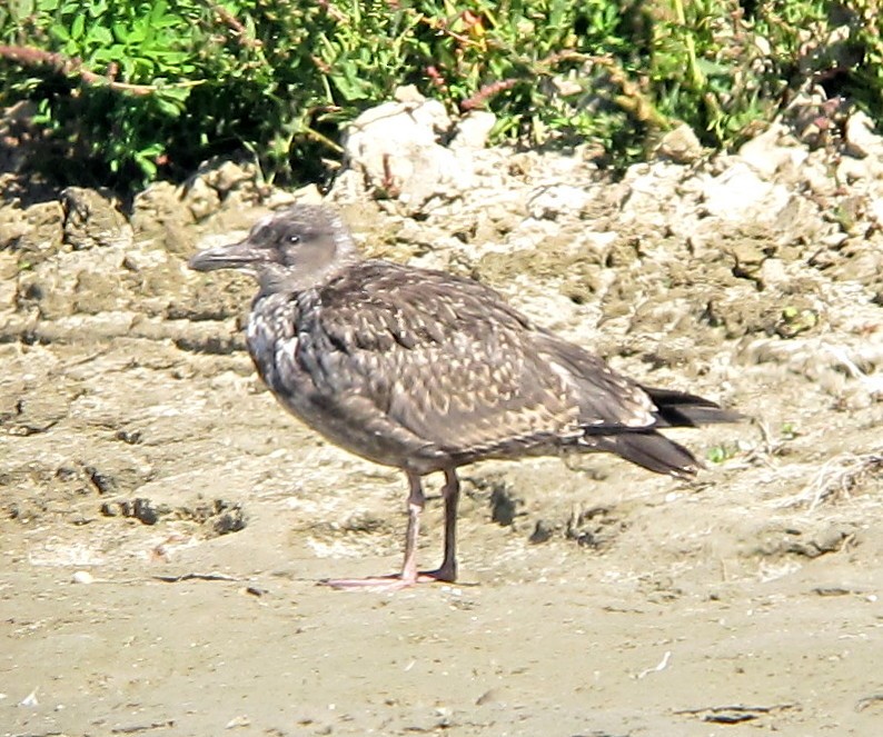 Gaviota Occidental - ML37927191