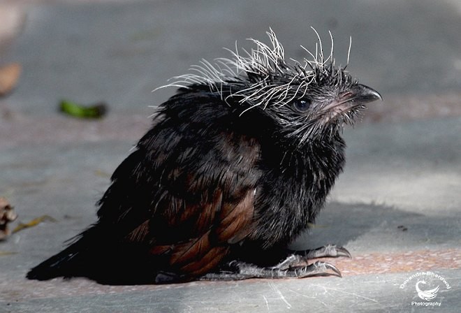 Greater Coucal - ML379272001