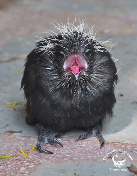 Greater Coucal - ML379272011