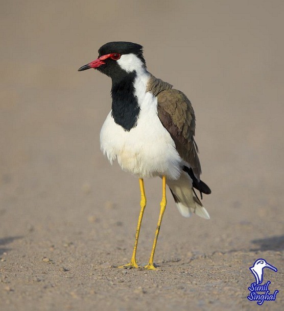 Red-wattled Lapwing - ML379273841