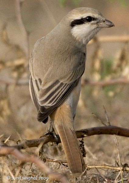 Isabelline Shrike (Chinese) - ML379274541