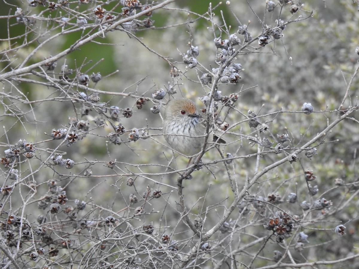 Brown Thornbill - Bob Dawson