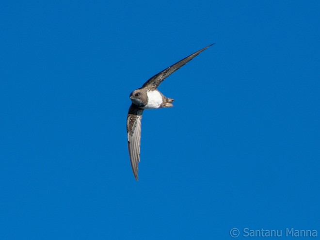 Alpine Swift - ML379276081