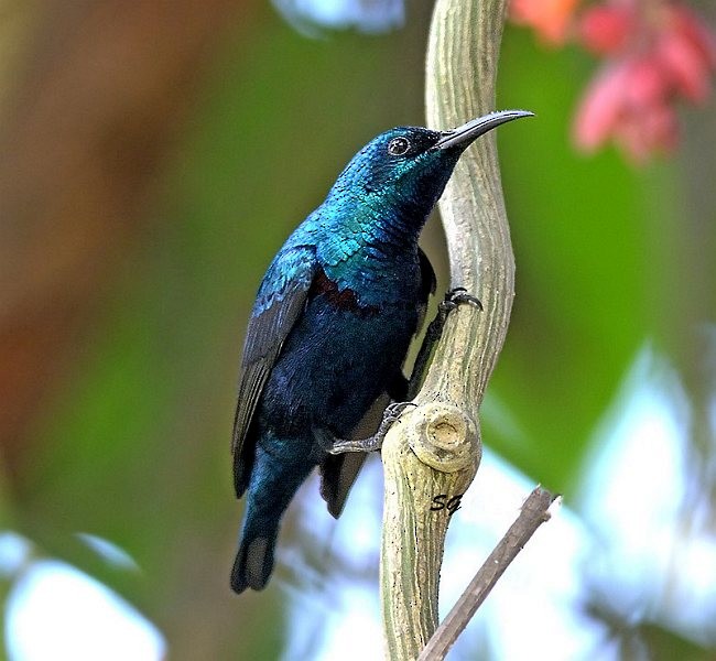 Purple Sunbird - ML379276151