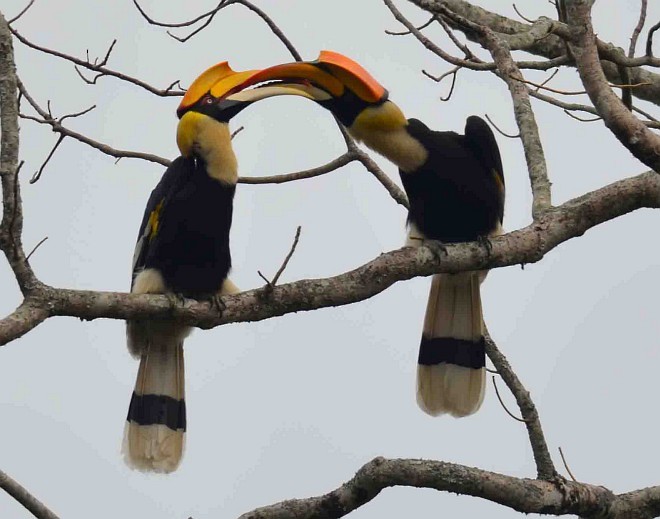 Great Hornbill - ML379276481