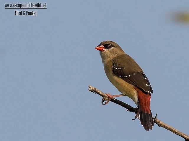 Red Avadavat (Red-bellied) - ML379277221