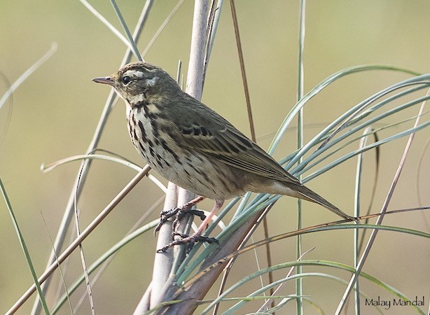Olive-backed Pipit - ML379277381