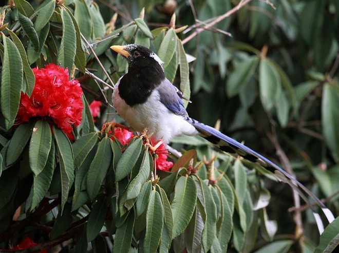 Yellow-billed Blue-Magpie - Gobind Sagar Bhardwaj