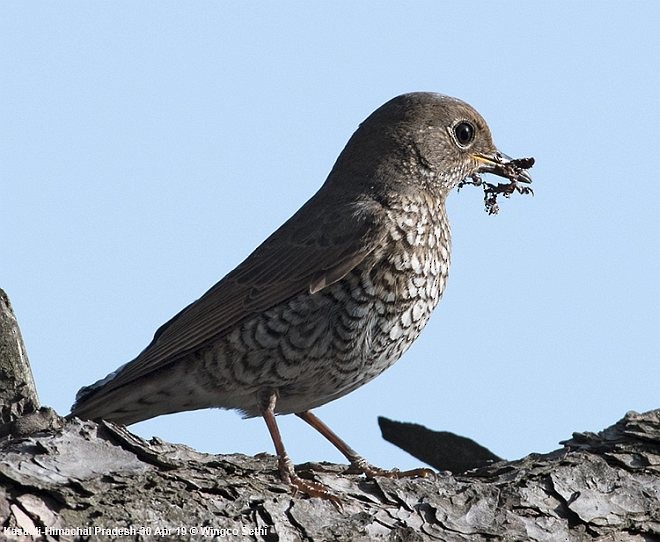 Blue-capped Rock-Thrush - ML379277711