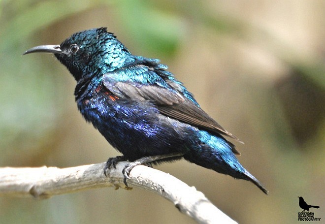 Purple Sunbird - ML379277961
