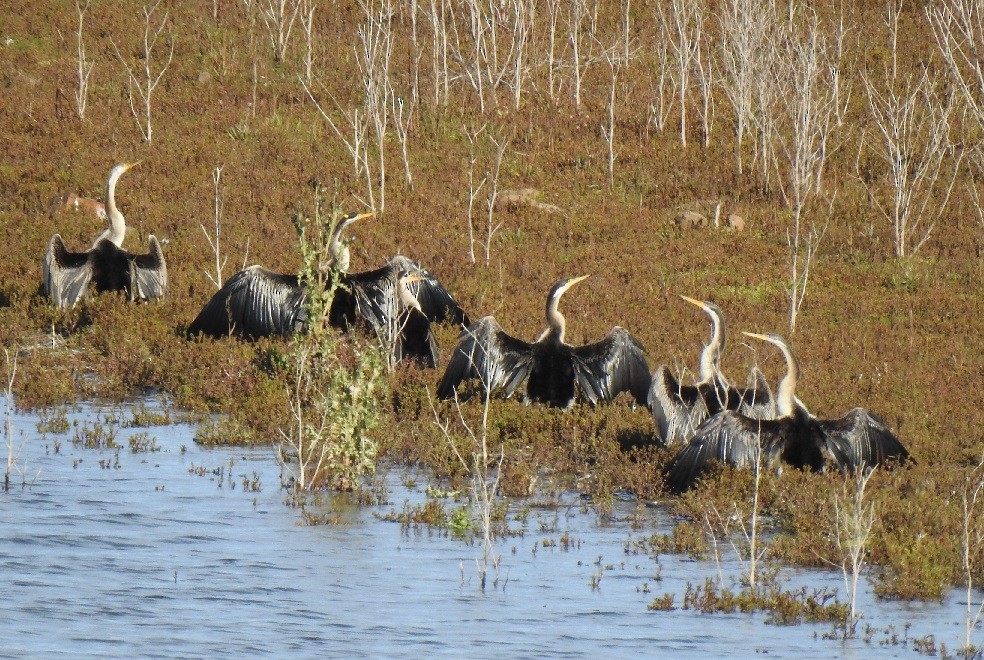 Anhinga Australiana - ML379278041