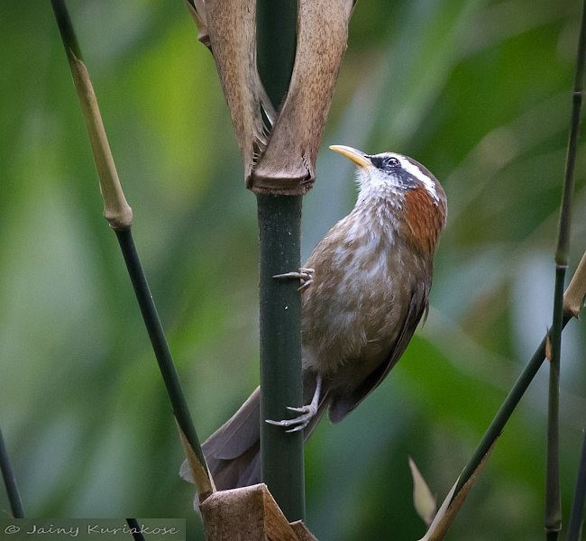 Streak-breasted Scimitar-Babbler - Jainy Kuriakose