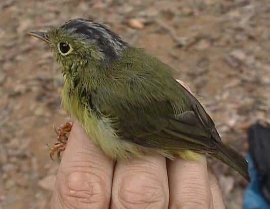 Martens's Warbler - ML379278851