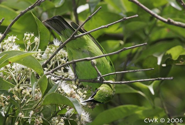 Greater Green Leafbird - ML379279251