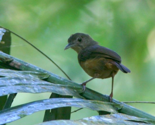 Sulawesi Babbler - ML379279641