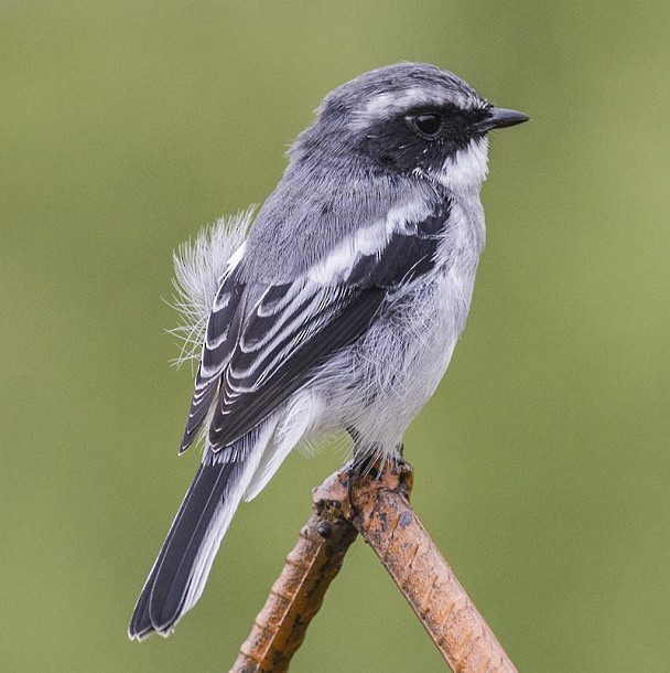 Gray Bushchat - ML379279741