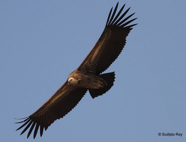 Himalayan Griffon - ML379279901