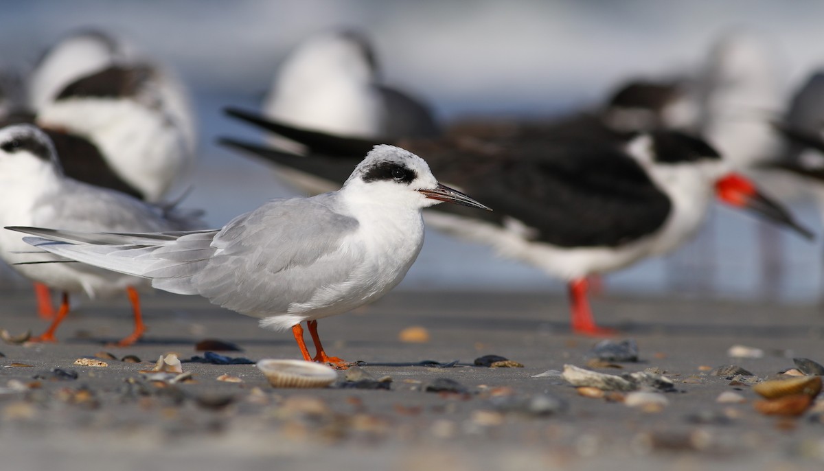 Forster's Tern - Max Nootbaar