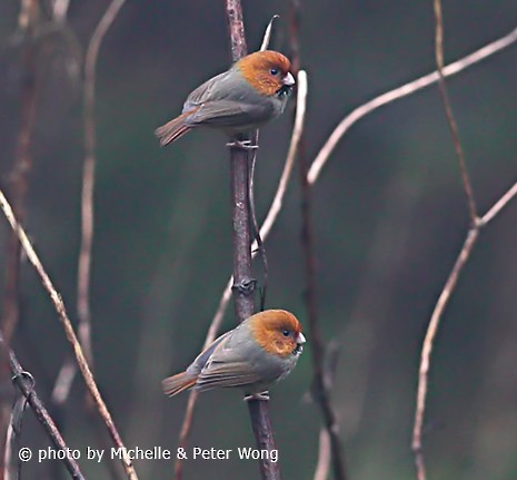 Short-tailed Parrotbill - ML379281661