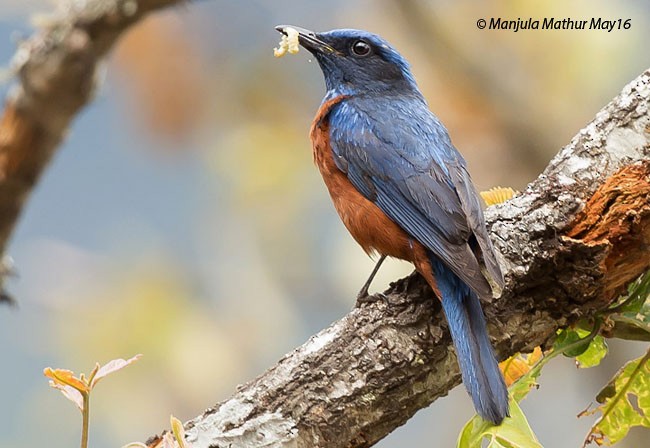 Chestnut-bellied Rock-Thrush - Manjula Mathur