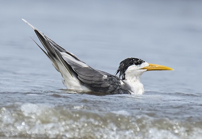 Great Crested Tern - ML379283011