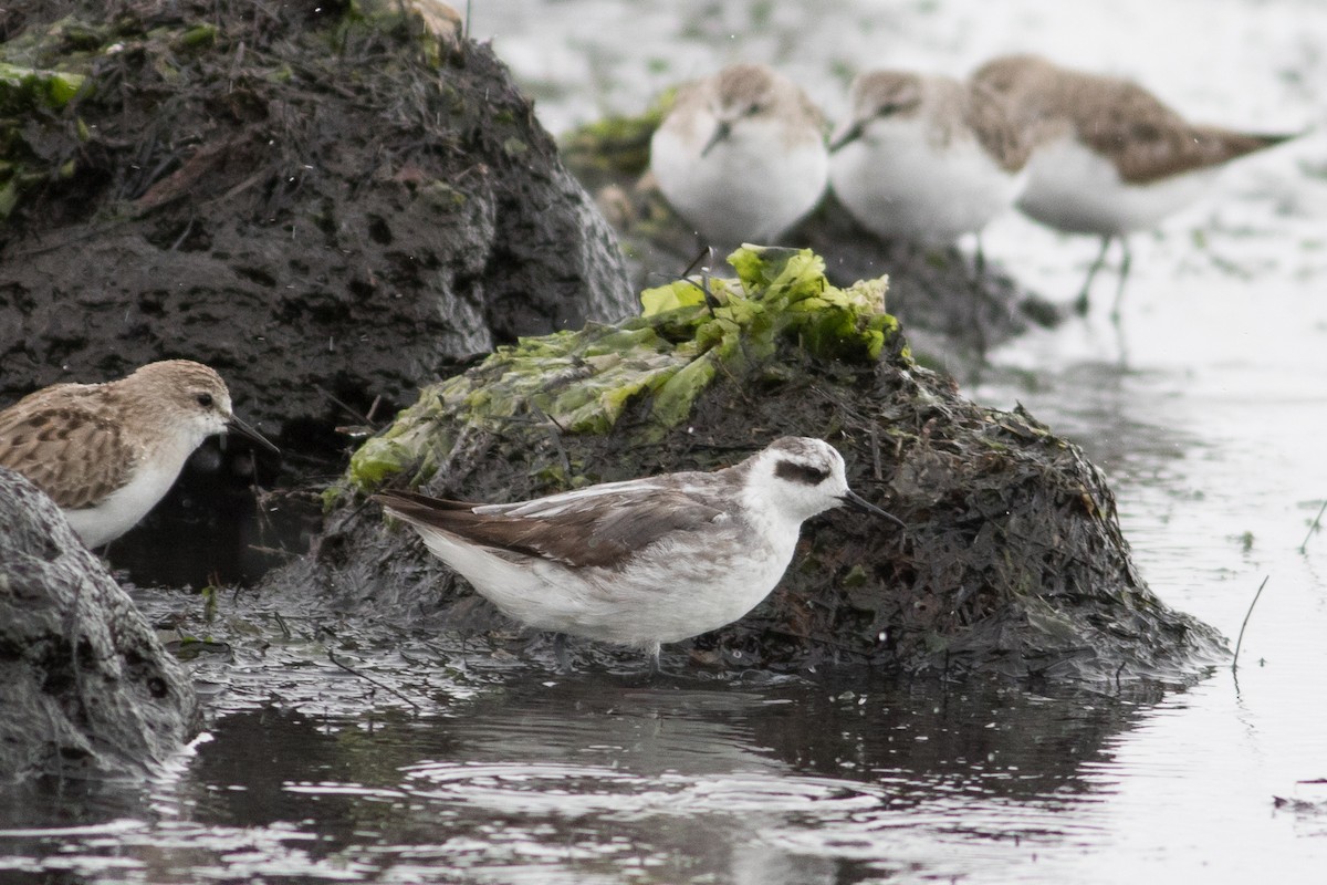 Red-necked Phalarope - Dez Hughes