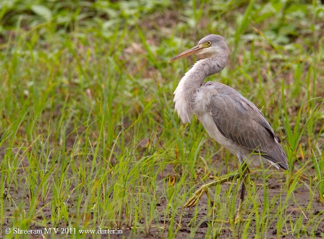 Western Reef-Heron (Eastern) - ML379285001